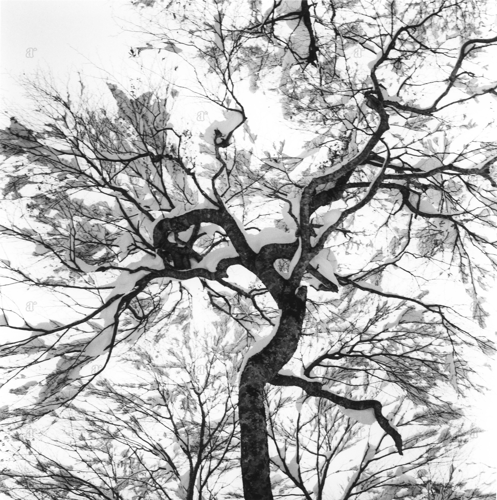 杵島 隆 &ldquo;舞梢 1949&rdquo; Takashi Kijima &ldquo;Dance treetop 1949&rdquo;